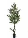 2.1 M OLIVE TREE (26296-5)