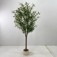 Olive Tree W/ White Vase 2.1m (26-261-1)